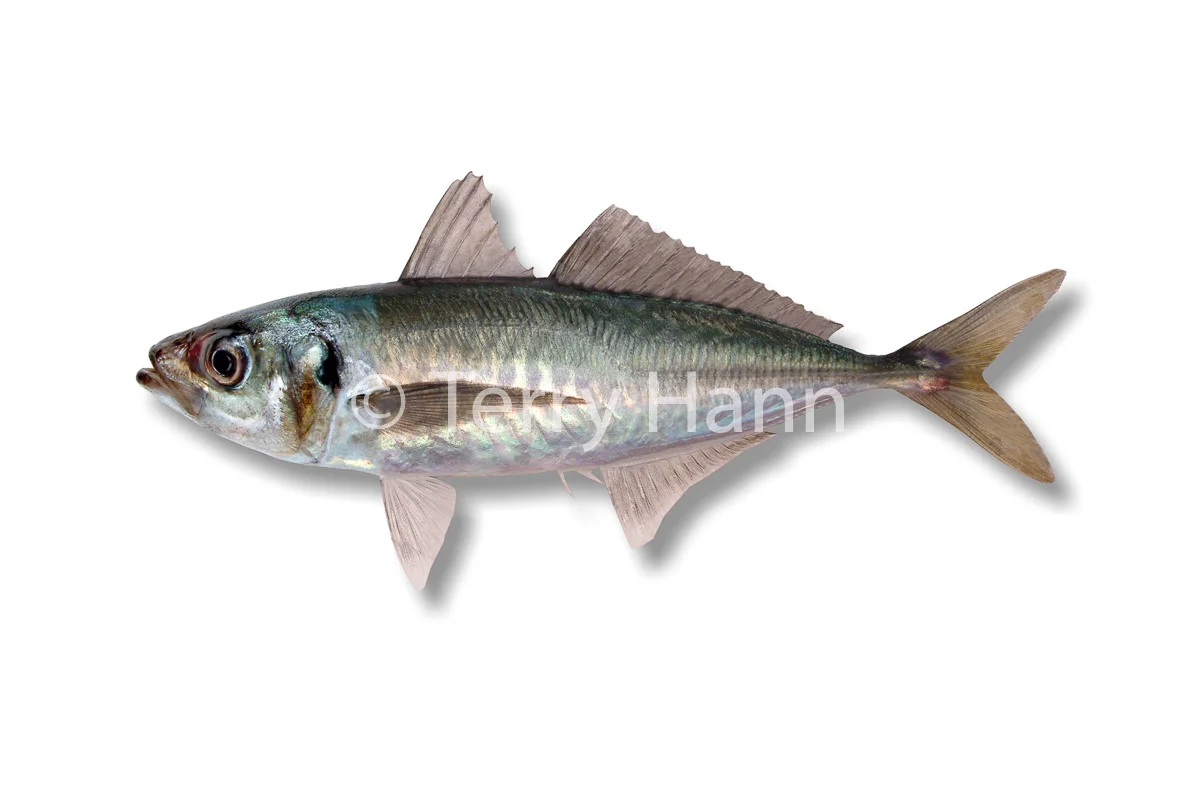 jackmackerel.jpg