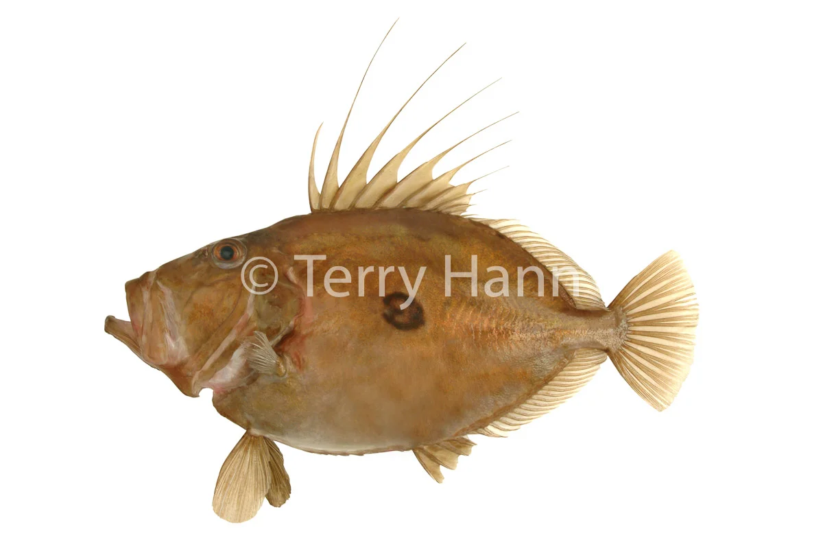 john_dory.jpg
