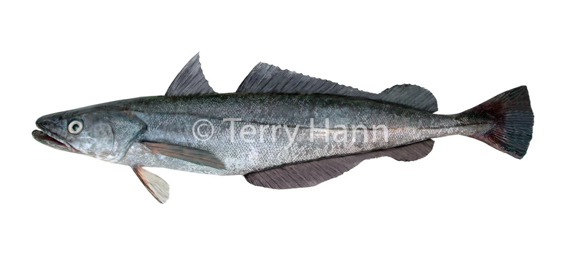 hake.jpg