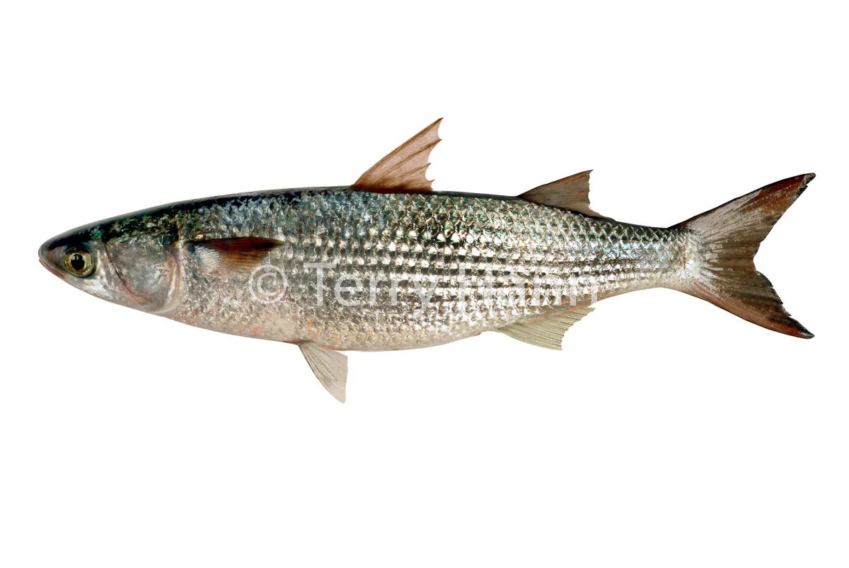 grey_mullet-2.jpg