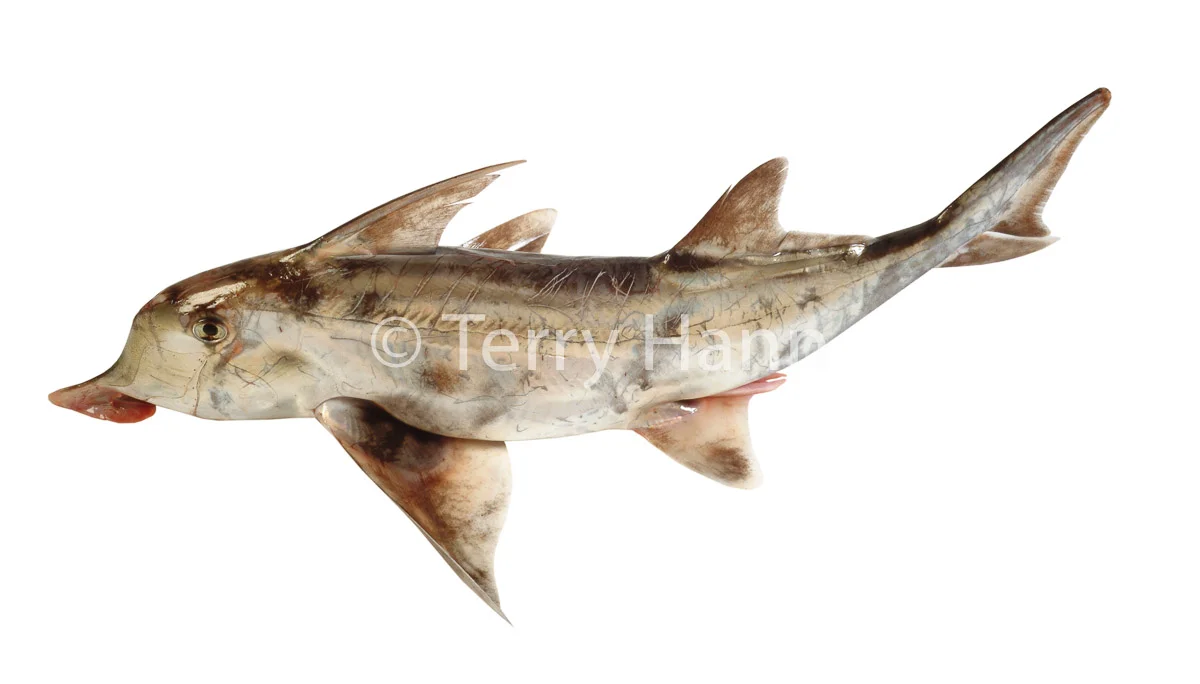 elephantfish-2.jpg