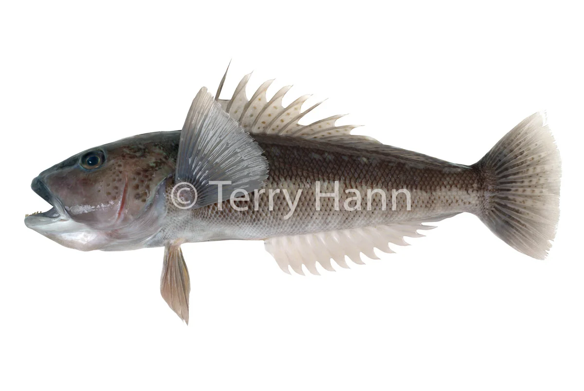 bluecod.jpg