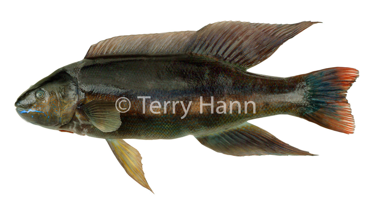 butterfish.jpg