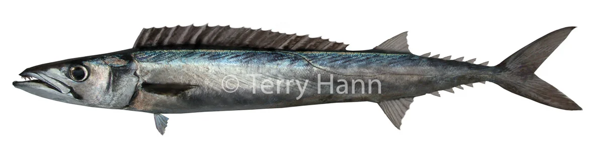 barracouta.jpg