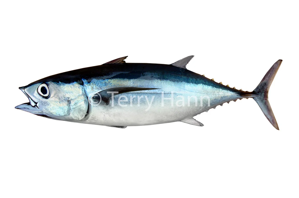 albacore.jpg