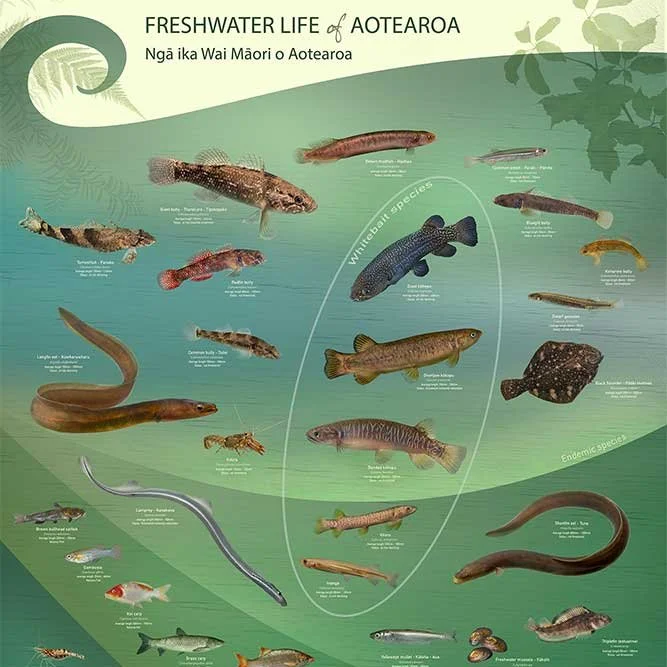 Freshwater life poster