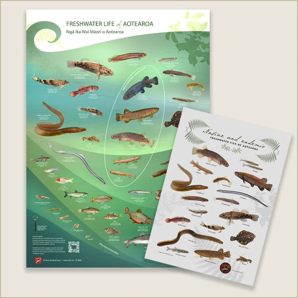 freshwater-fish-poster-and-native-teatowel.jpg