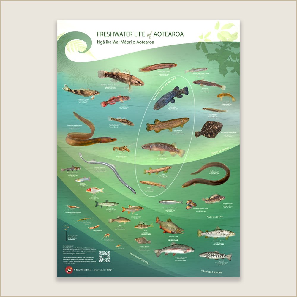 Freshwater Life of Aotearoa educational poster