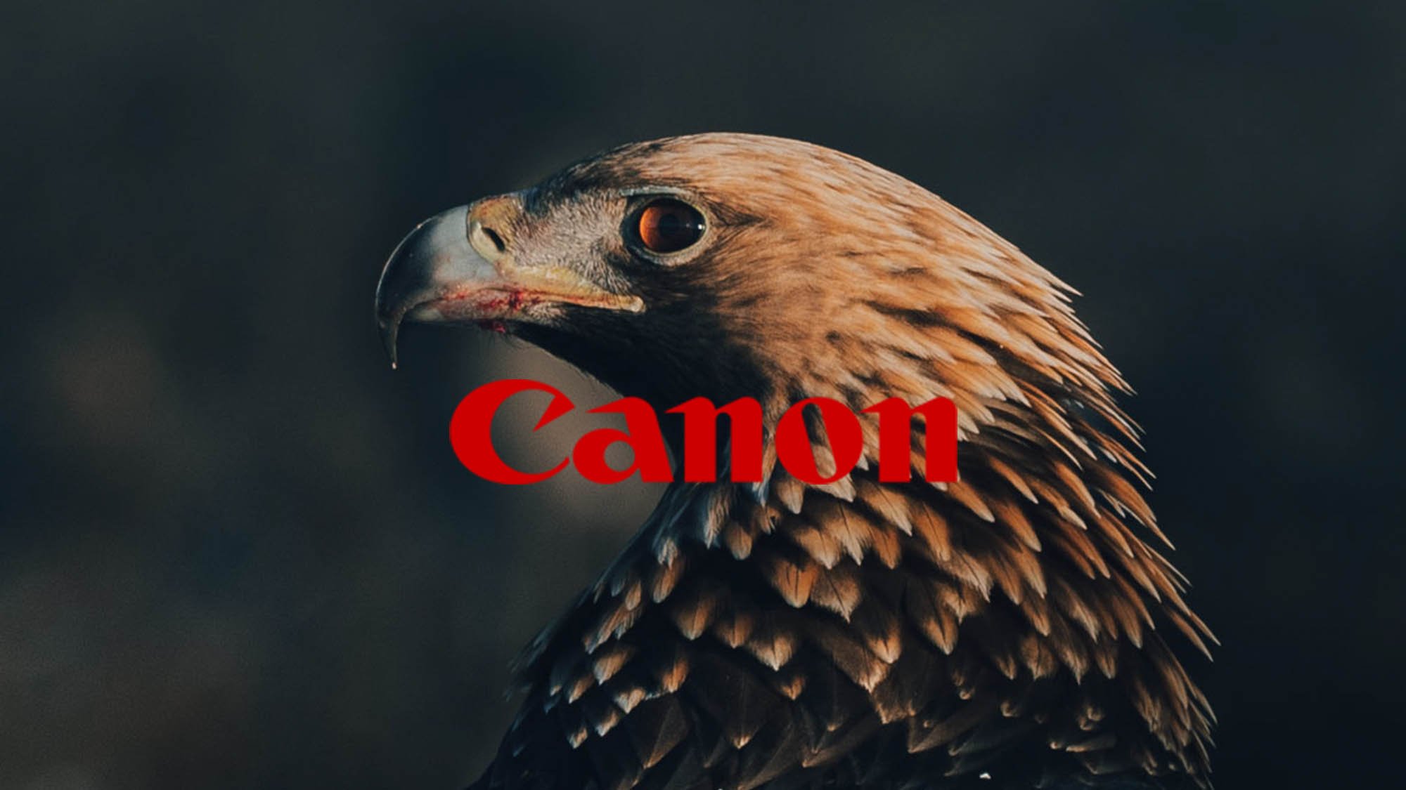 canon.jpg