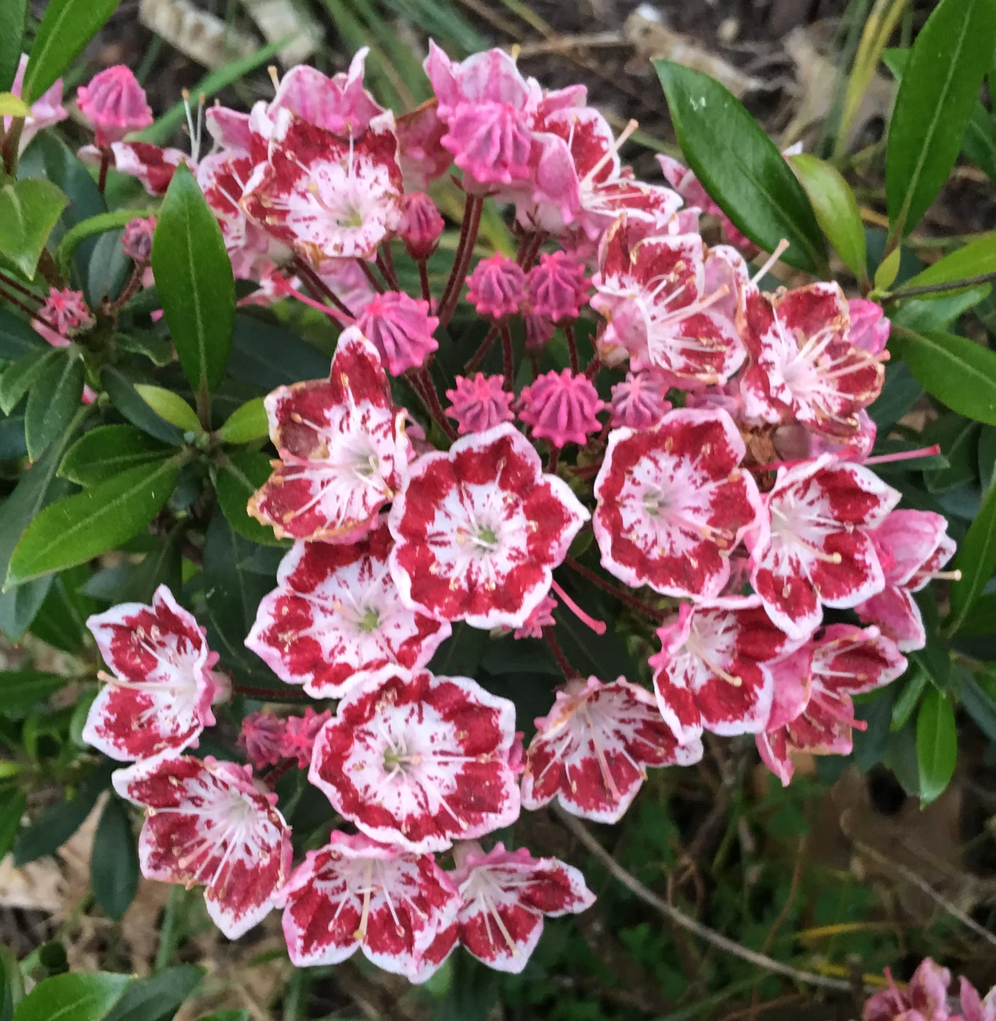 Mountain Laurel JEJ.jpeg