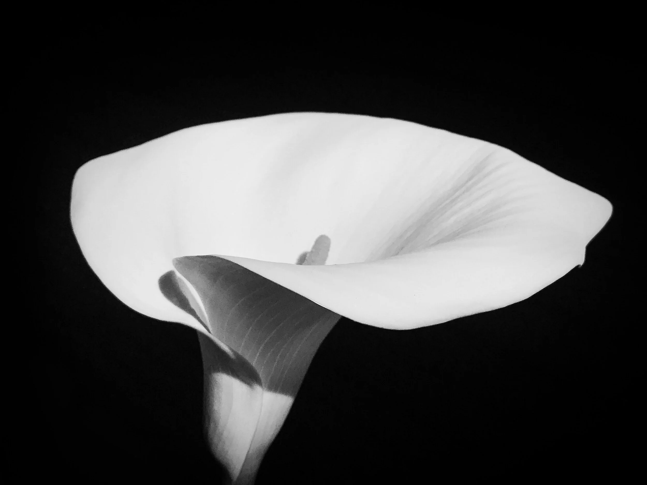 Bradbury_Calla_Lily.jpg