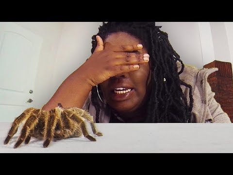 Terror Room: HUGE SPIDER (1.3 million views)