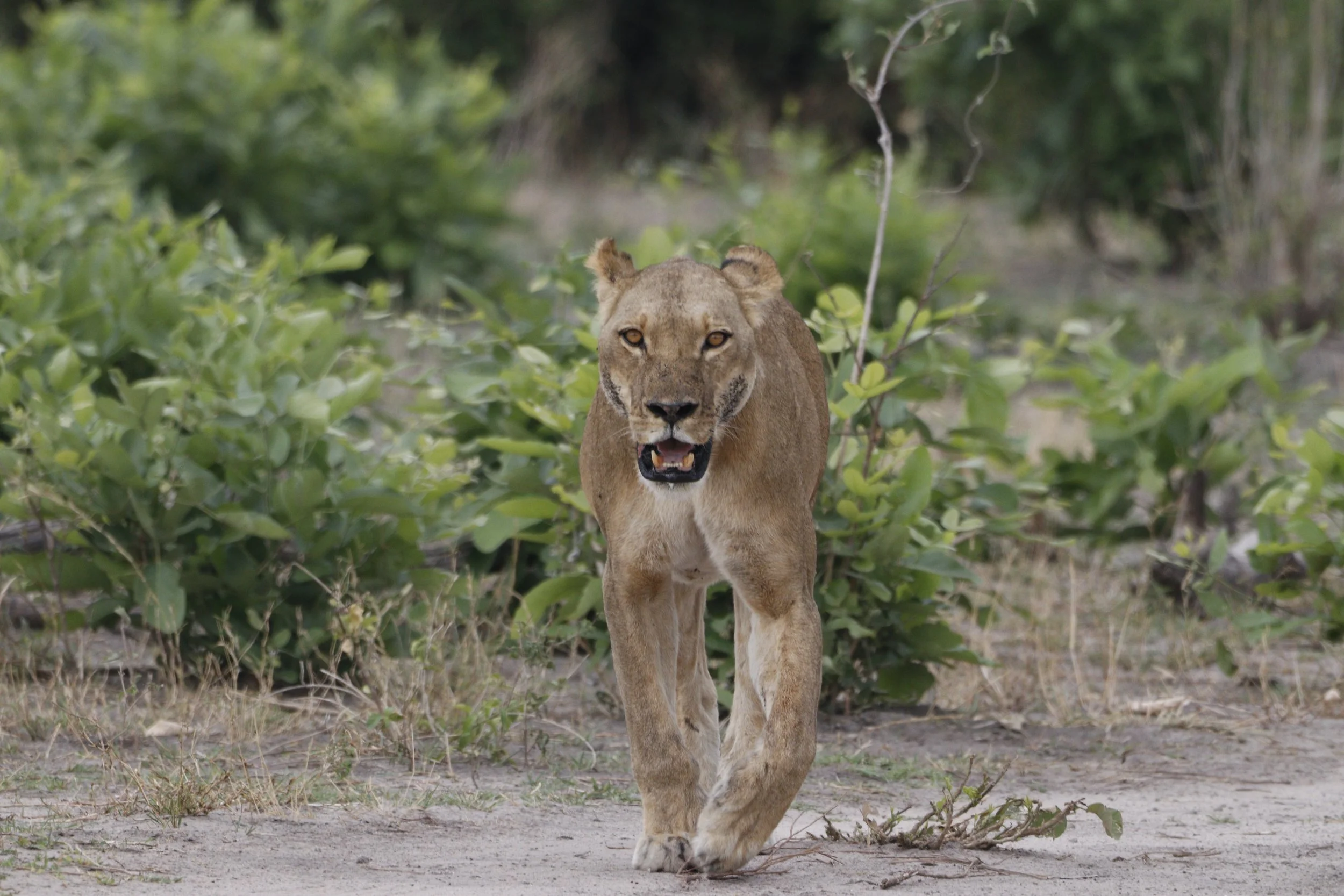 Lion in camp...