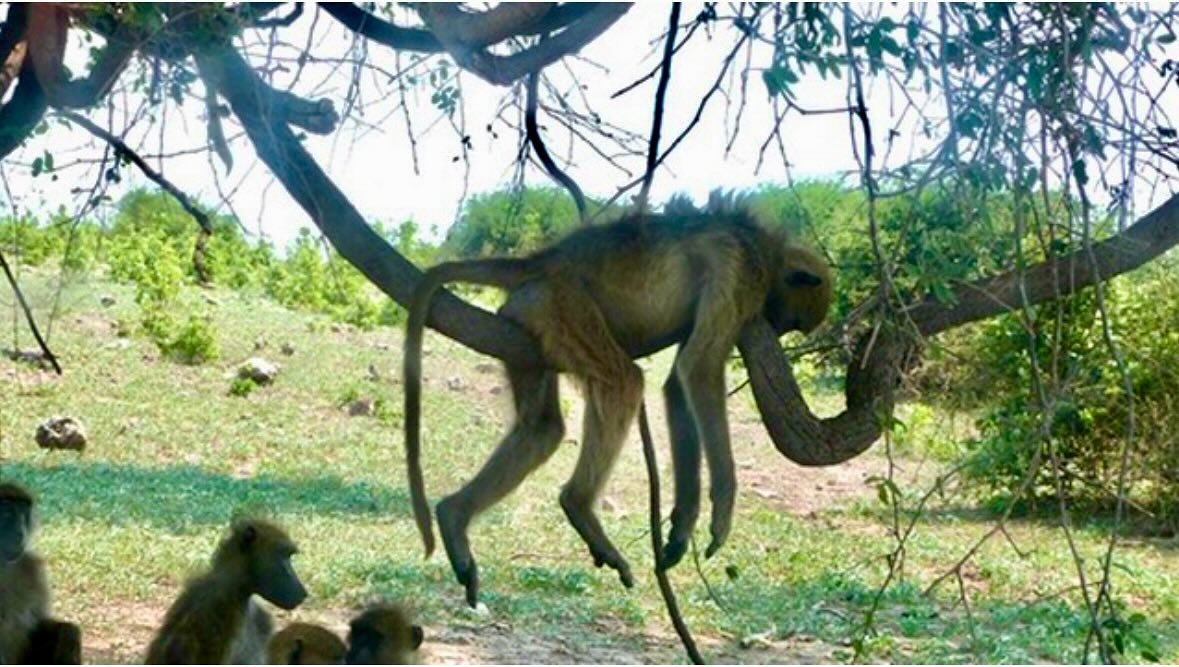 Are you feeling a bit like this baboon?! ⬆️

Need something to look forward to? 

Something to excite you and light you up? 

How about a real and utterly unfiltered adventure? 🤩

In one of the most beautiful and awe-inspiring places on earth? 

I&r