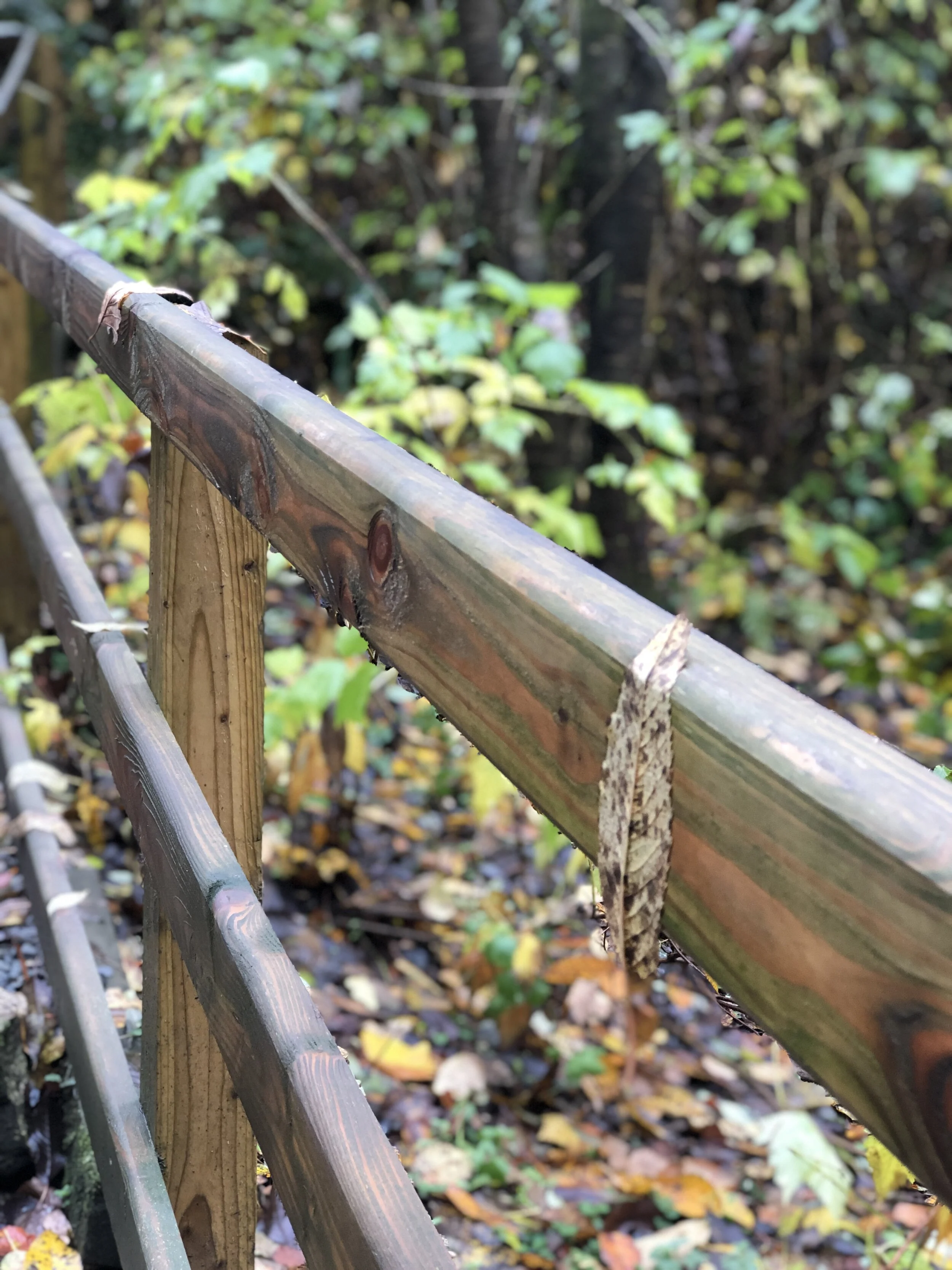 Greetings Favored One