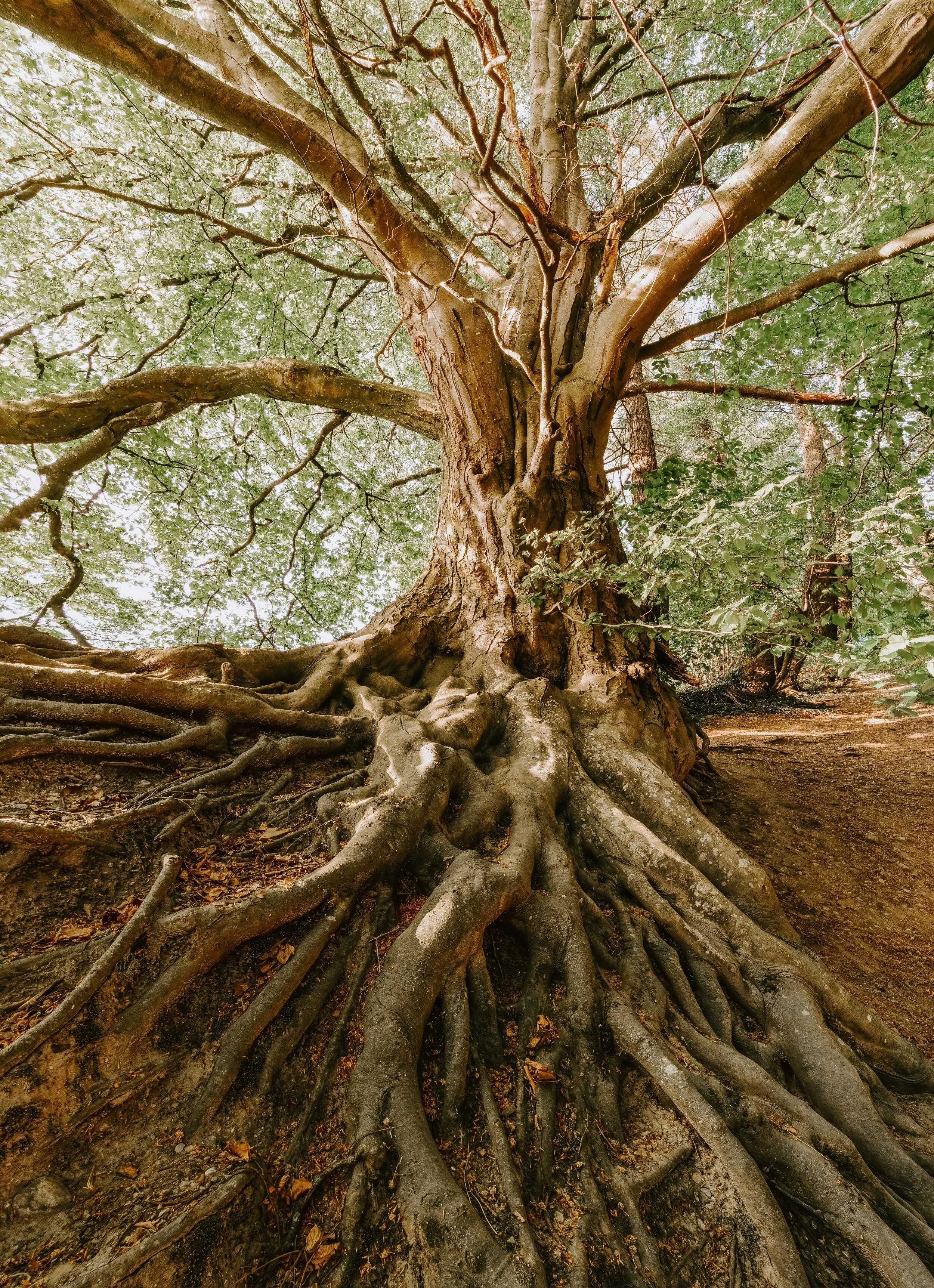 Exposed Roots