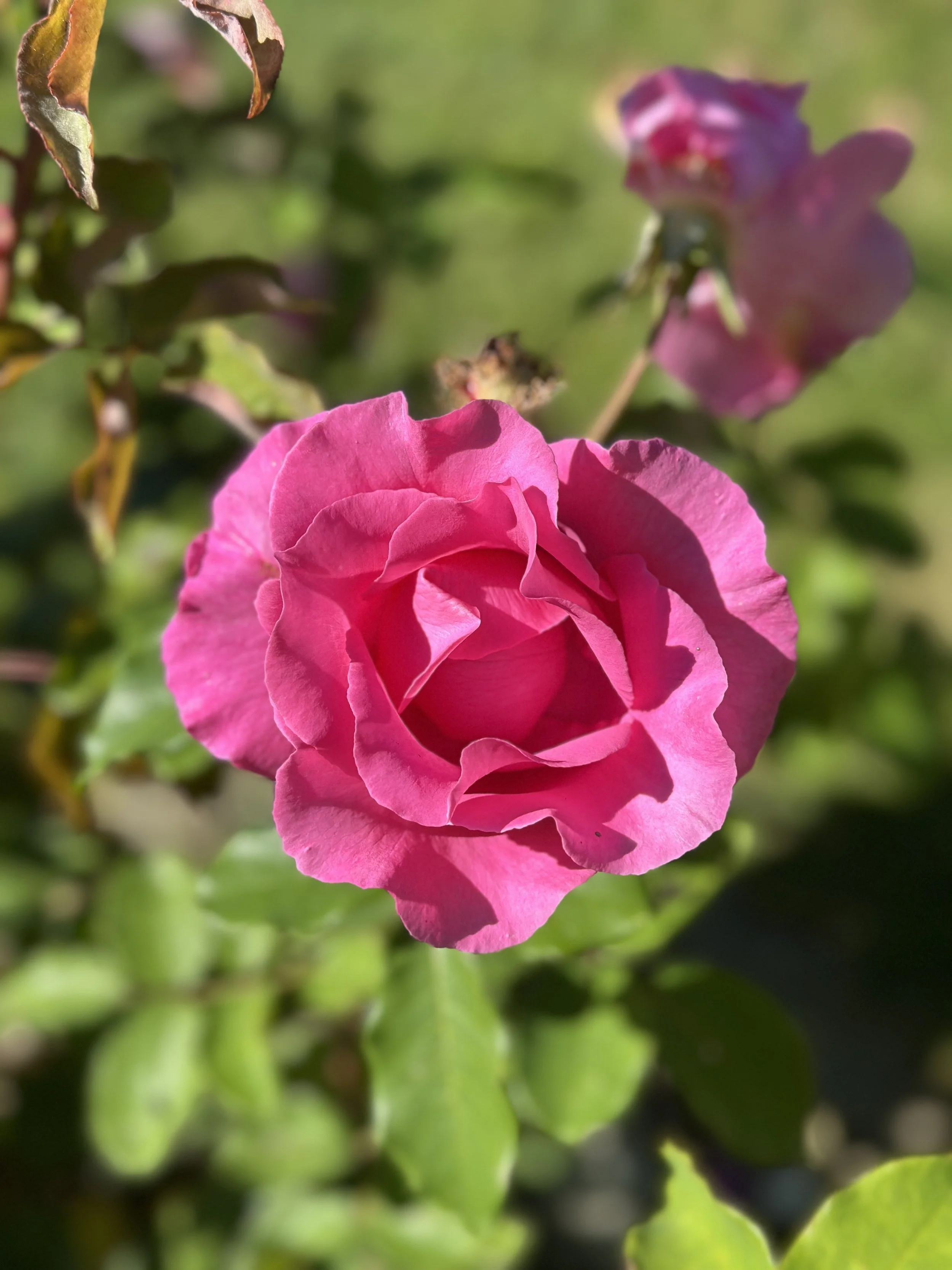 IMG_0174.jpeg