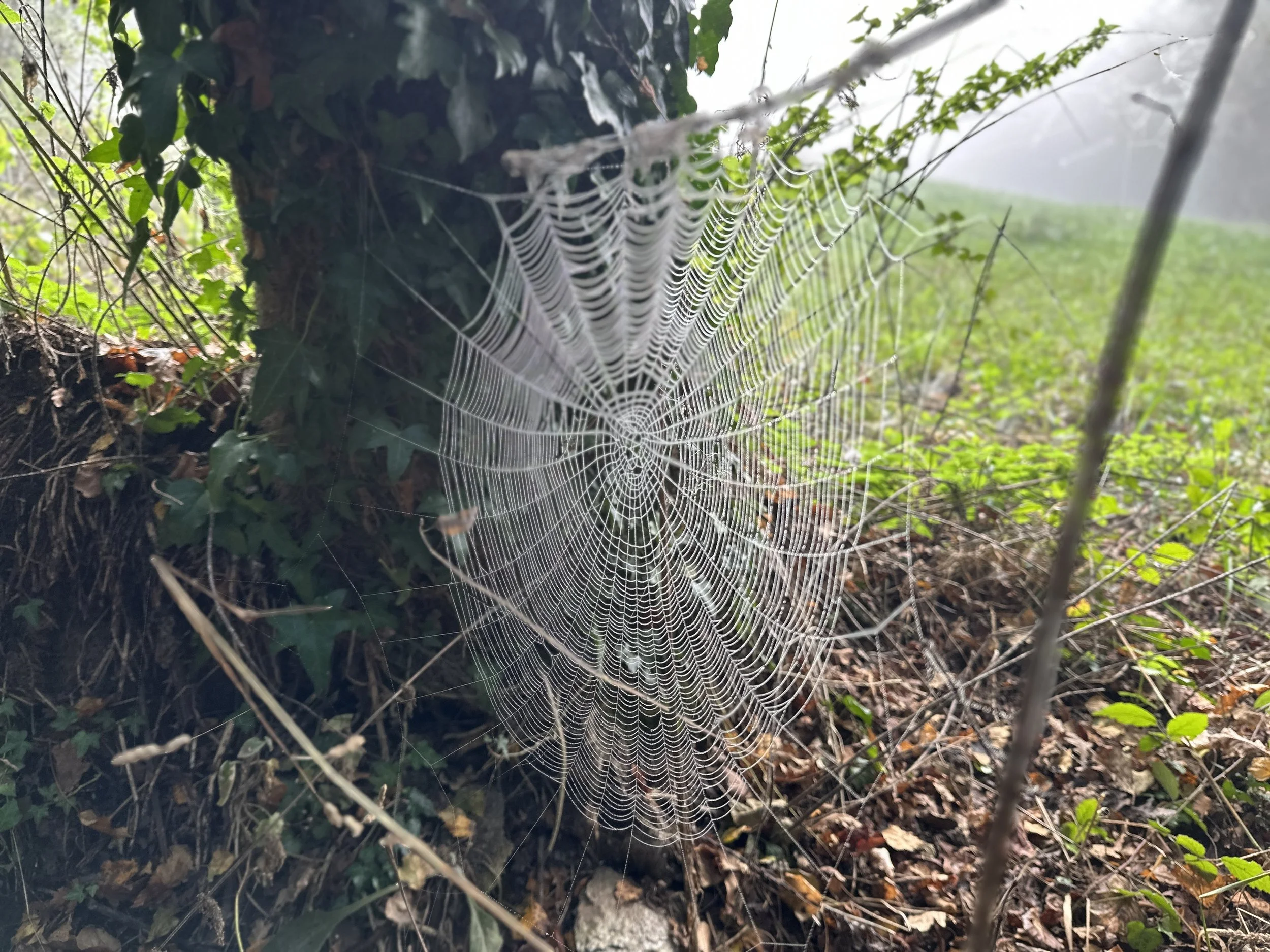 On the Camino - day 5