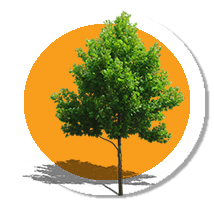 tree.png