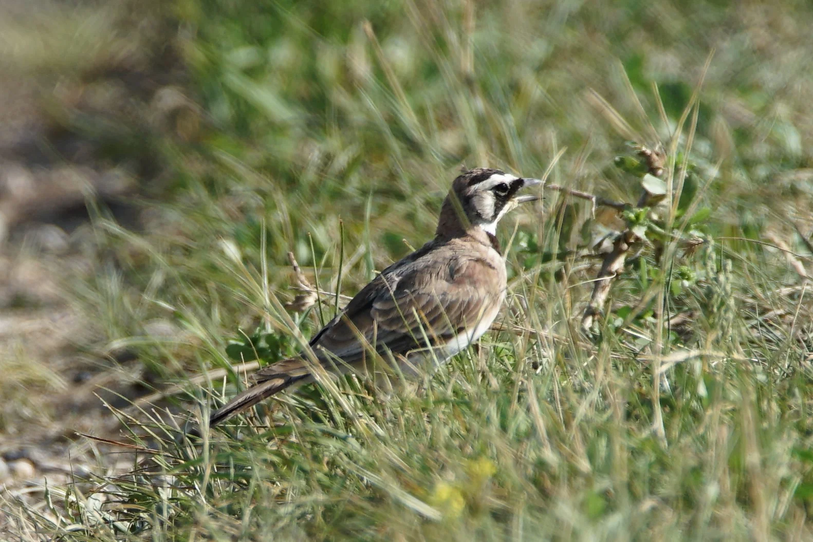 Horned Lark