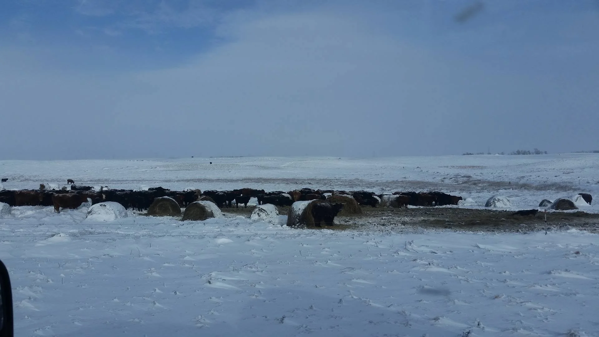 Winter Bale Grazing