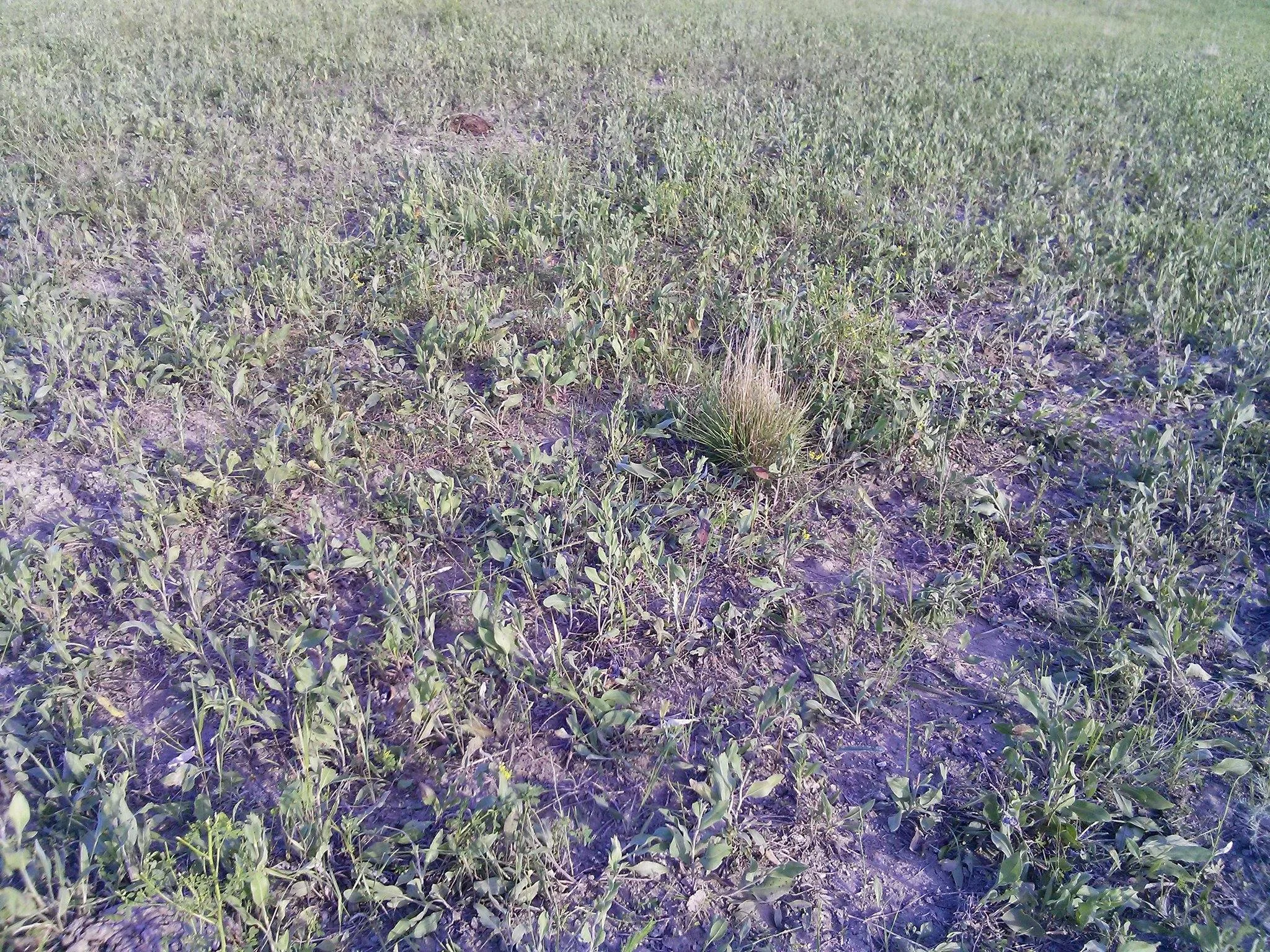 Degraded Farmground