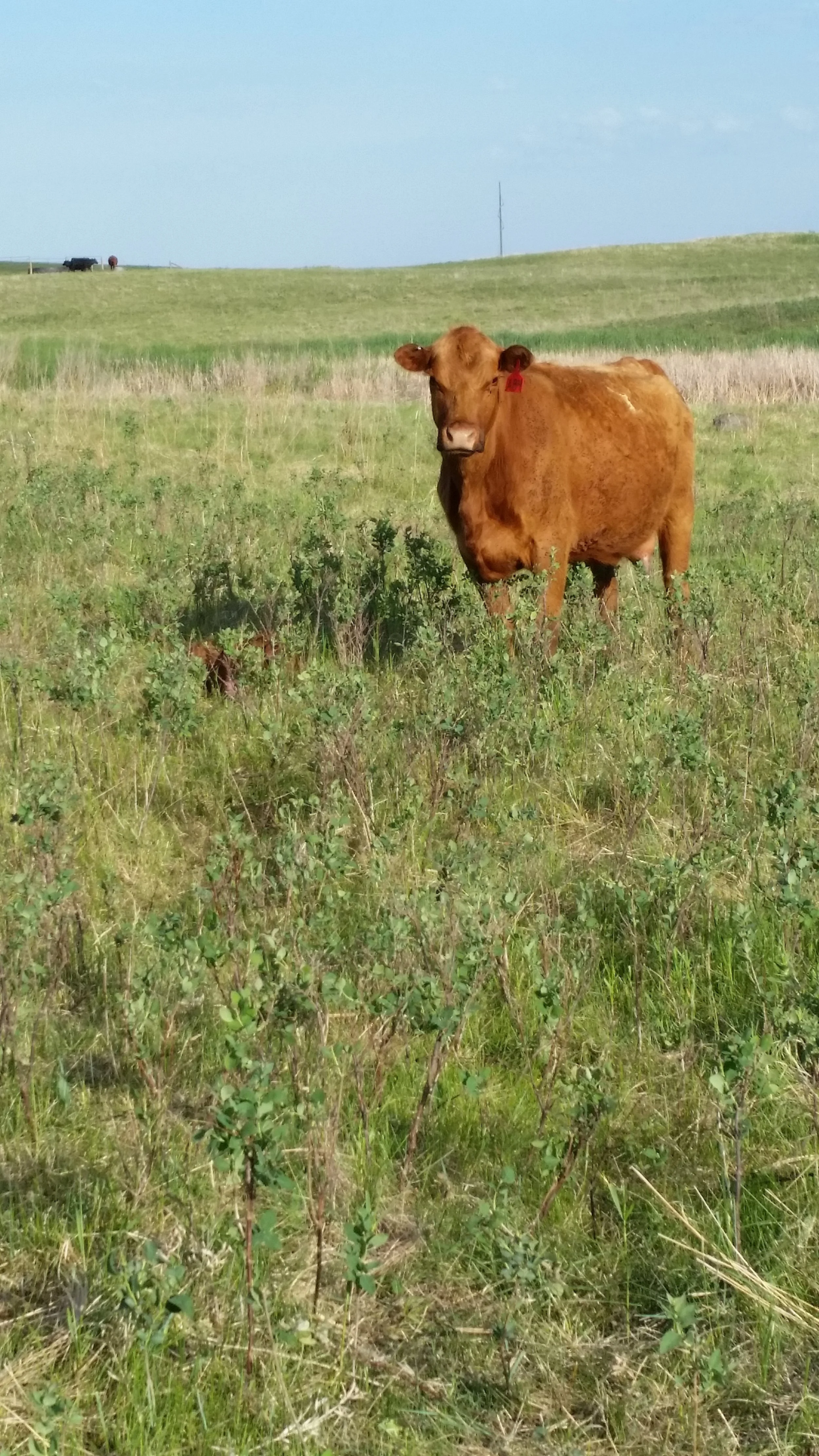 Calving in Sync with Nature