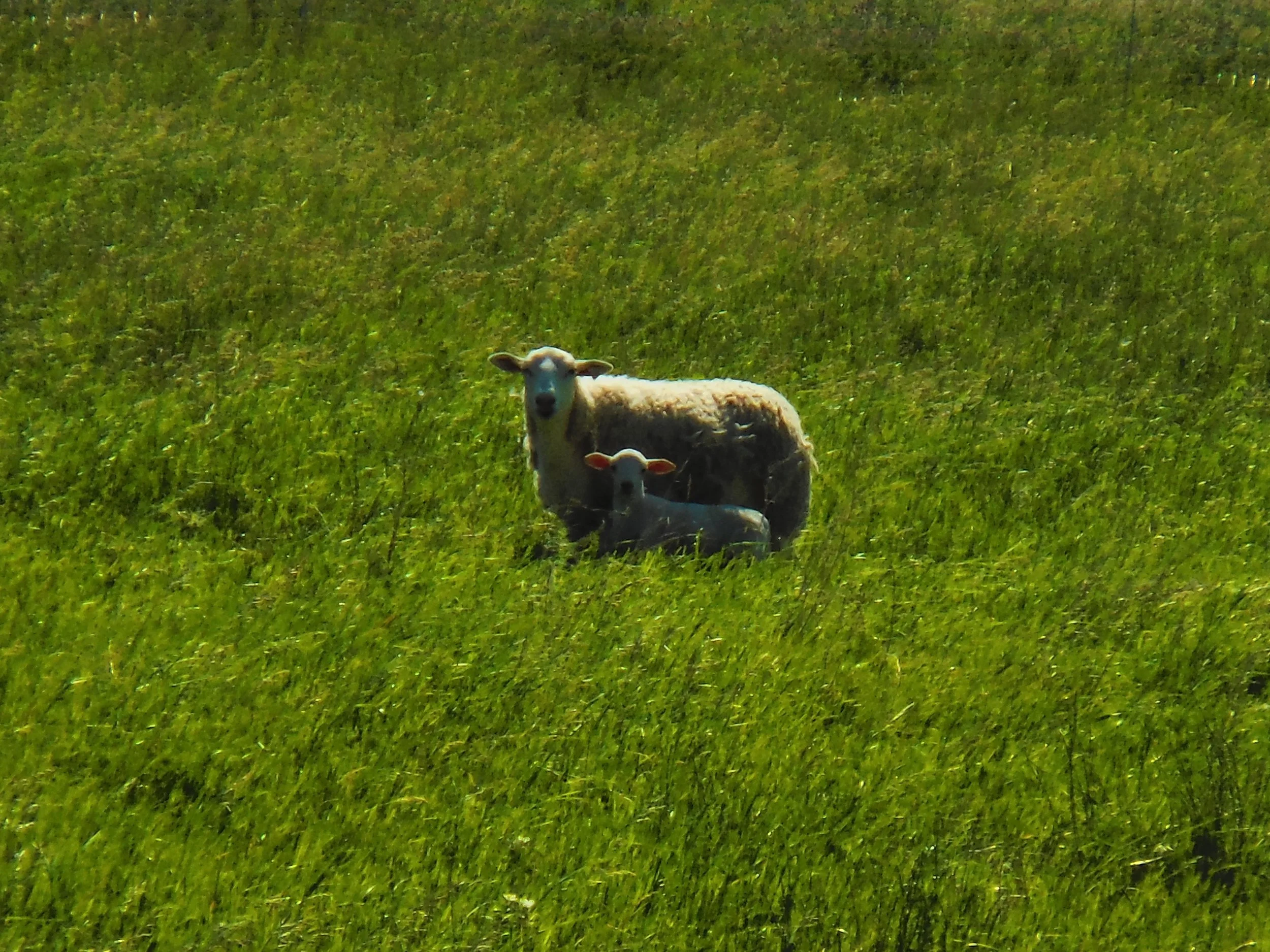 Baxter's Sheep