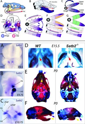 Mouse models to identify genetic modules
