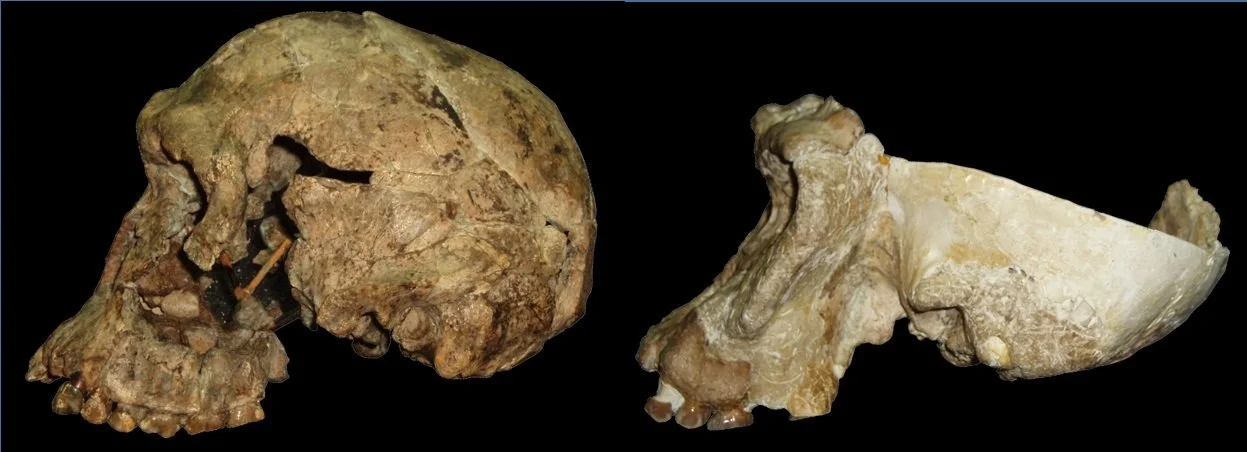 Early hominin taxonomy