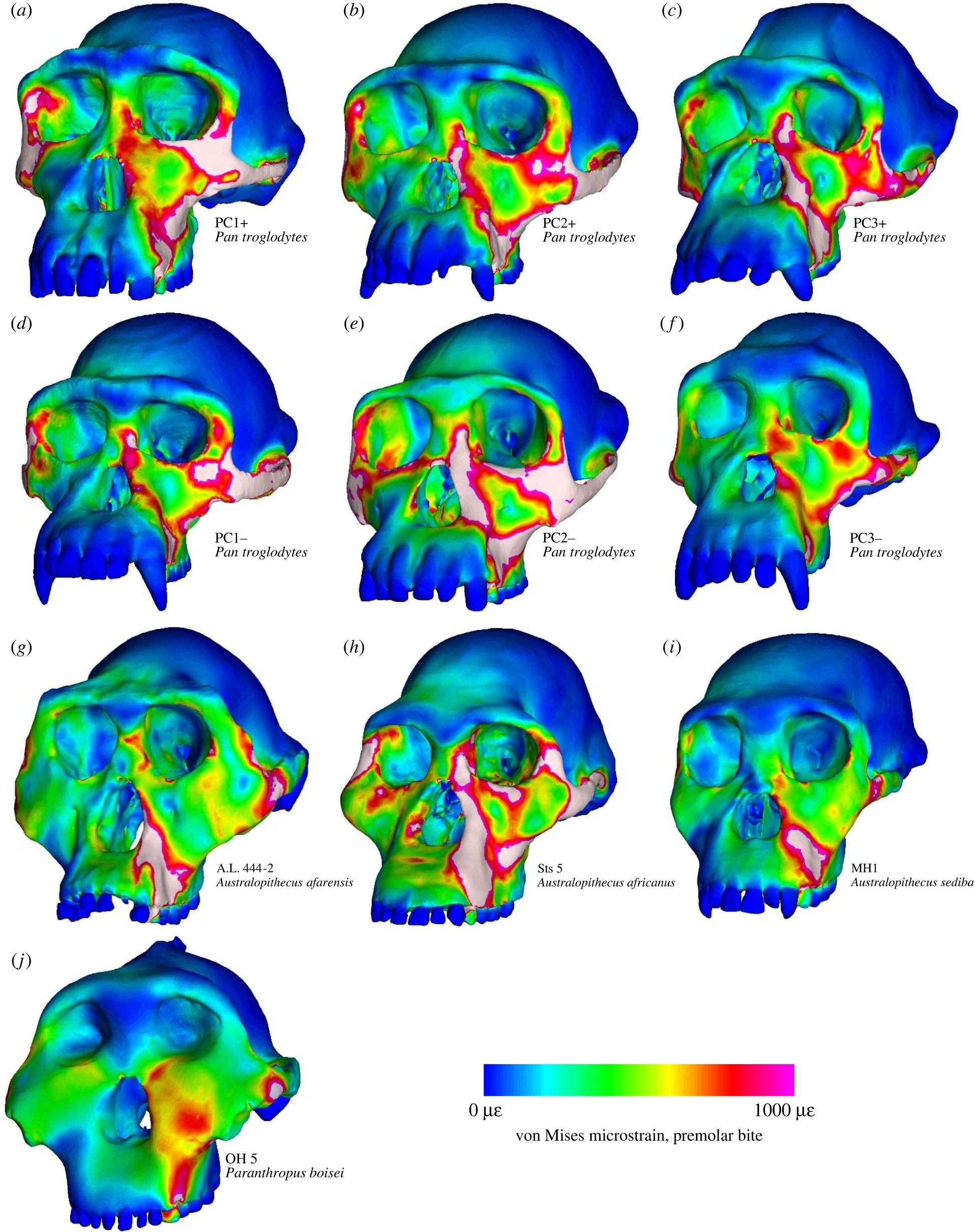 Facial biomechanics of Australopithecus afarensis