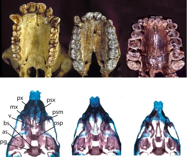 Morphological integration and evolutionary constraints in early hominin evolution
