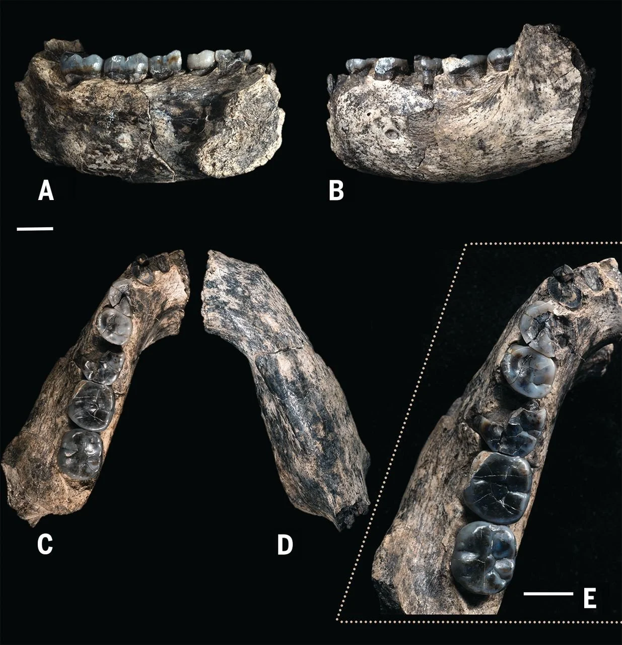 Early Homo at 2.8 million years ago