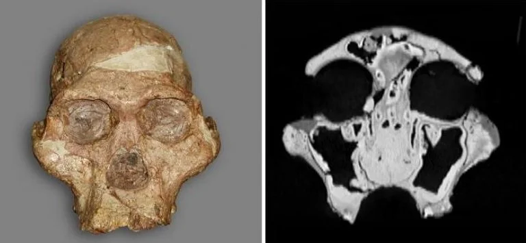 Computed tomography analysis of the internal craniofacial structure of Australopithecus and Paranthropus