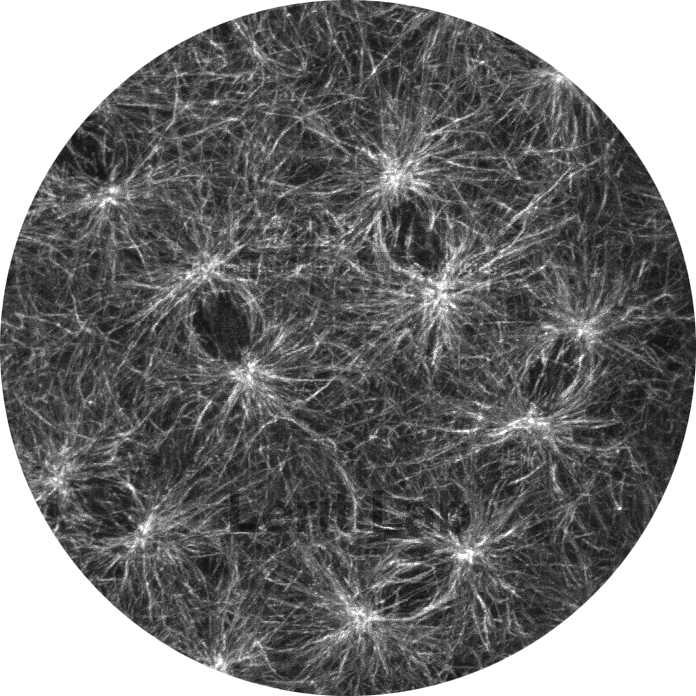 The vast microtubule array within an early Drosophila embryo.
