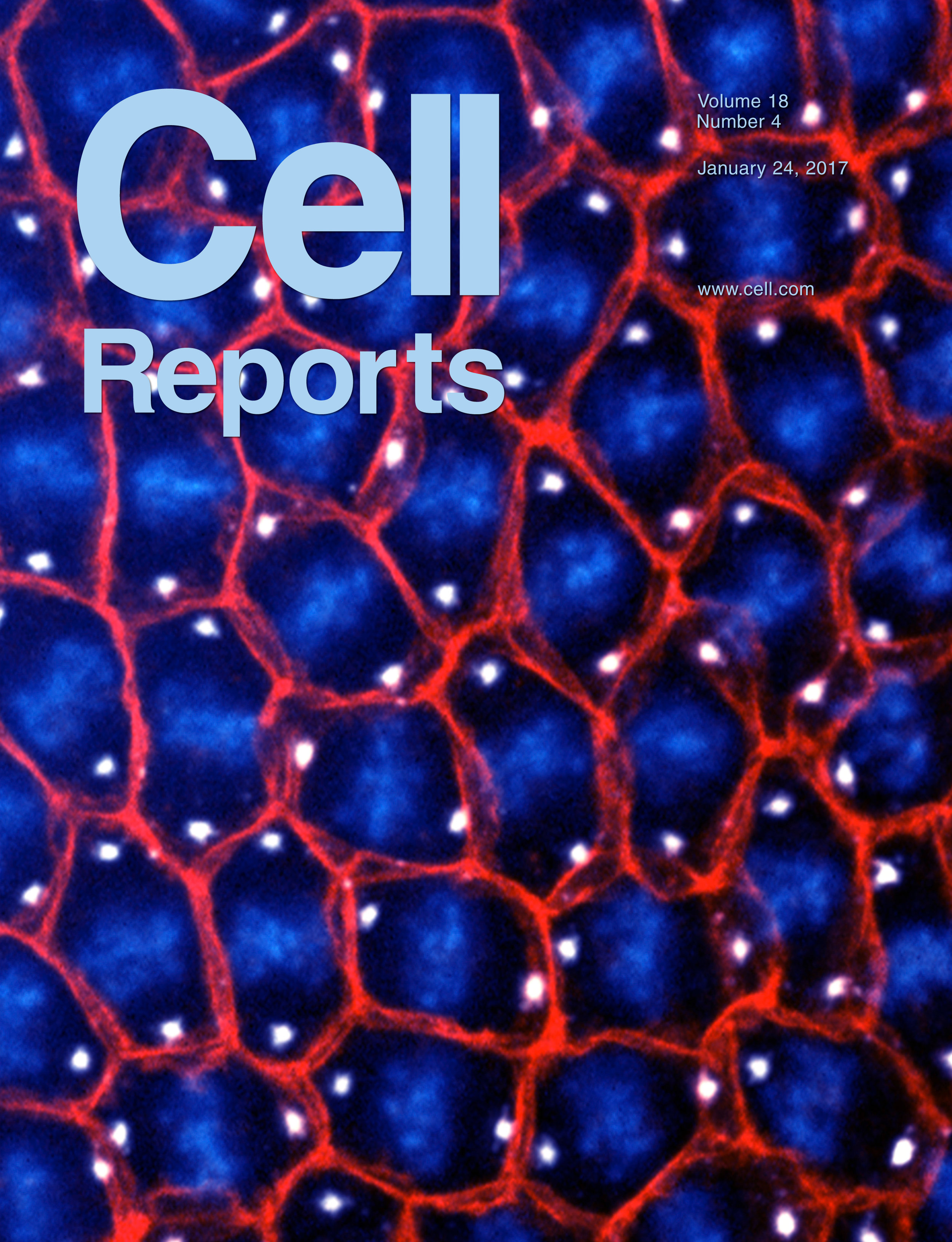  Dorothy’s cover: Cell Reports. Jan 2017 