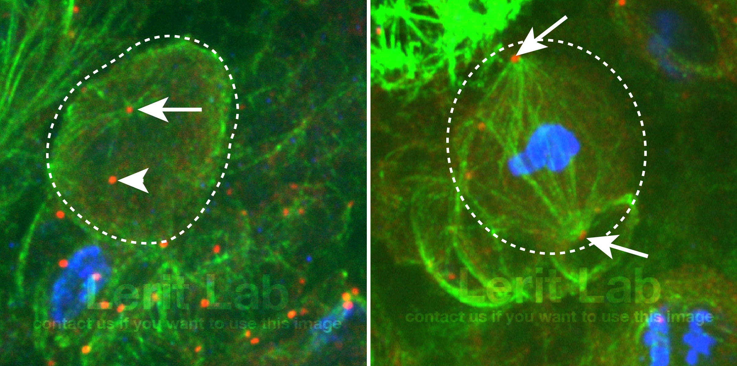 During interphase (left) the daughter centrosome (arrow) is a more “active” microtubule-organizing center than the mother centrosome (arrowhead). During mitosis (right), both centrosomes (arrows) undergo mitotic maturation and contribute to spindle formation. Microtubules are shown in green; centrioles are red; nuclei of mitotic cells are blue.