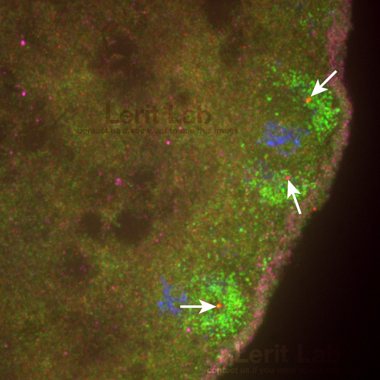 An early step in PGC formation is the recruitment of the germ plasm (green) to centrosomes (red, arrows). Budding posterior membrane, magenta.