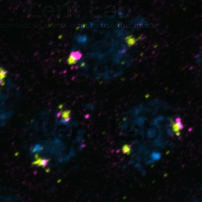 mRNA (magenta) enrichment at centrosomes (green).