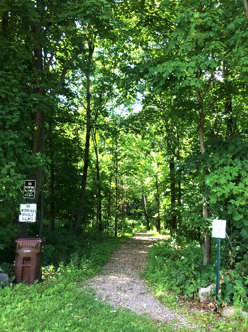 Picture of trees and a trail