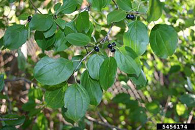 Picture of buckthorn