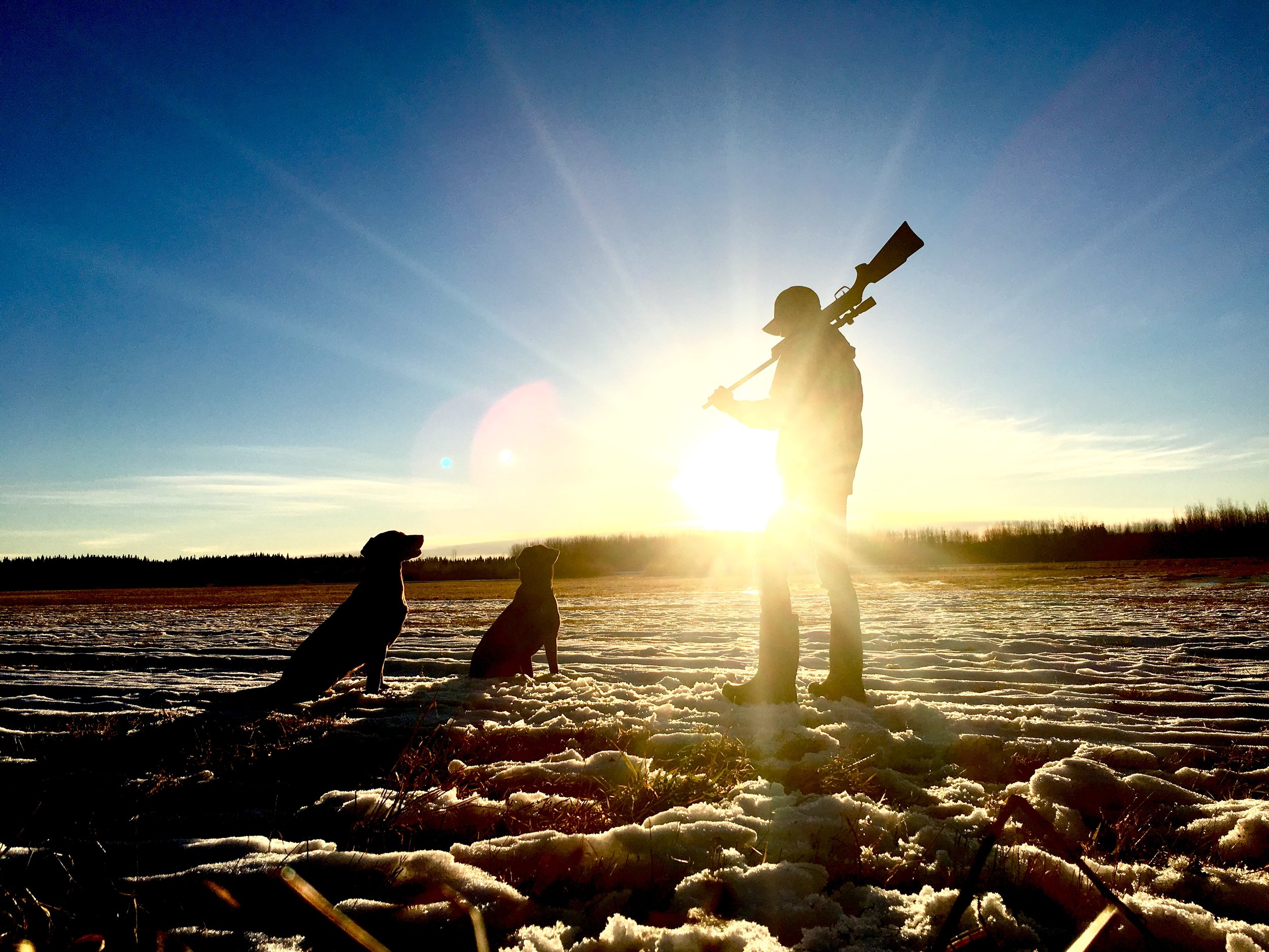 Picture of two dogs and hunter in a field.