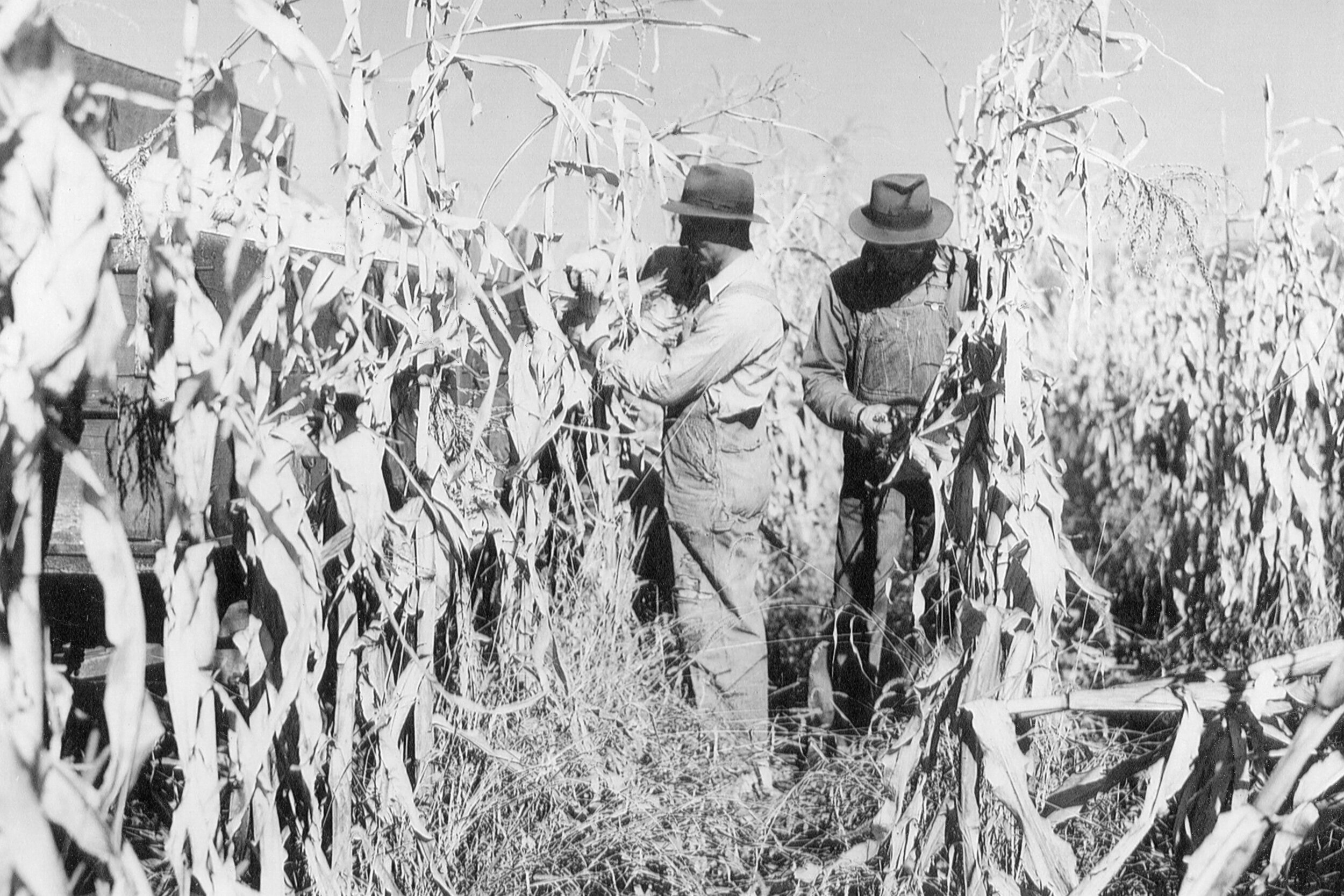 Husking corn 1953