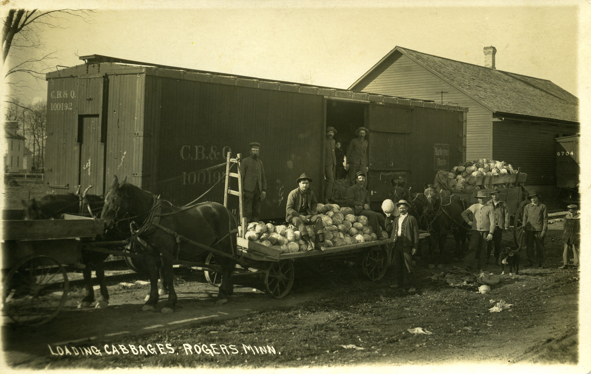 Loading cabbages at Mill and Railroad