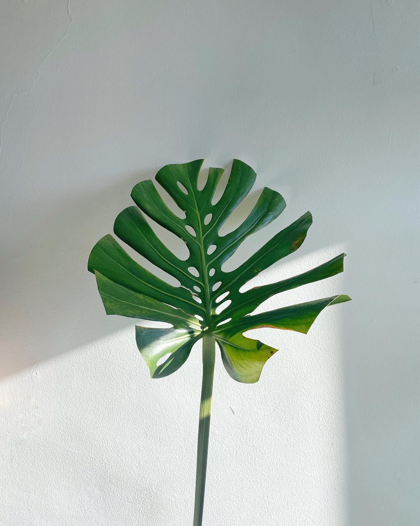 This is the last of the monstera deliciosa in my space.  It&rsquo;s is imperfect with cut leaves, survived a harsh Toronto winter, and ready to bask in the July sun. Sound familiar!? Life mimics nature, people reflect our environment, and TCM is the 