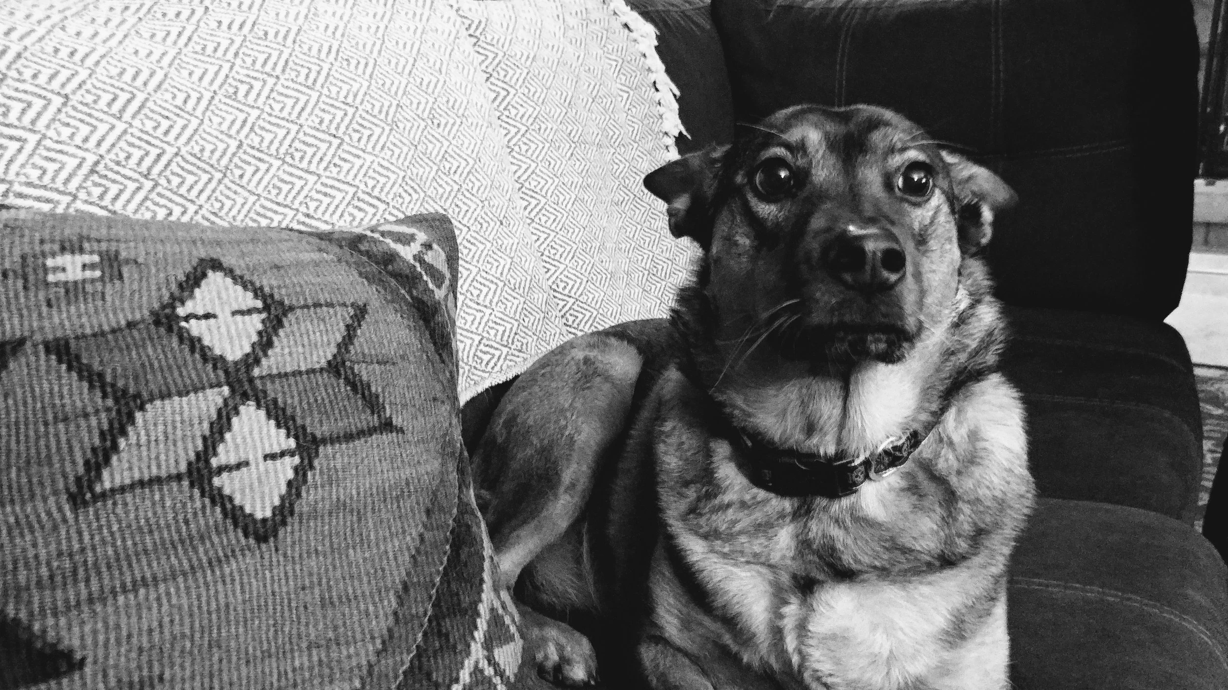 Sedona, the mischievous…