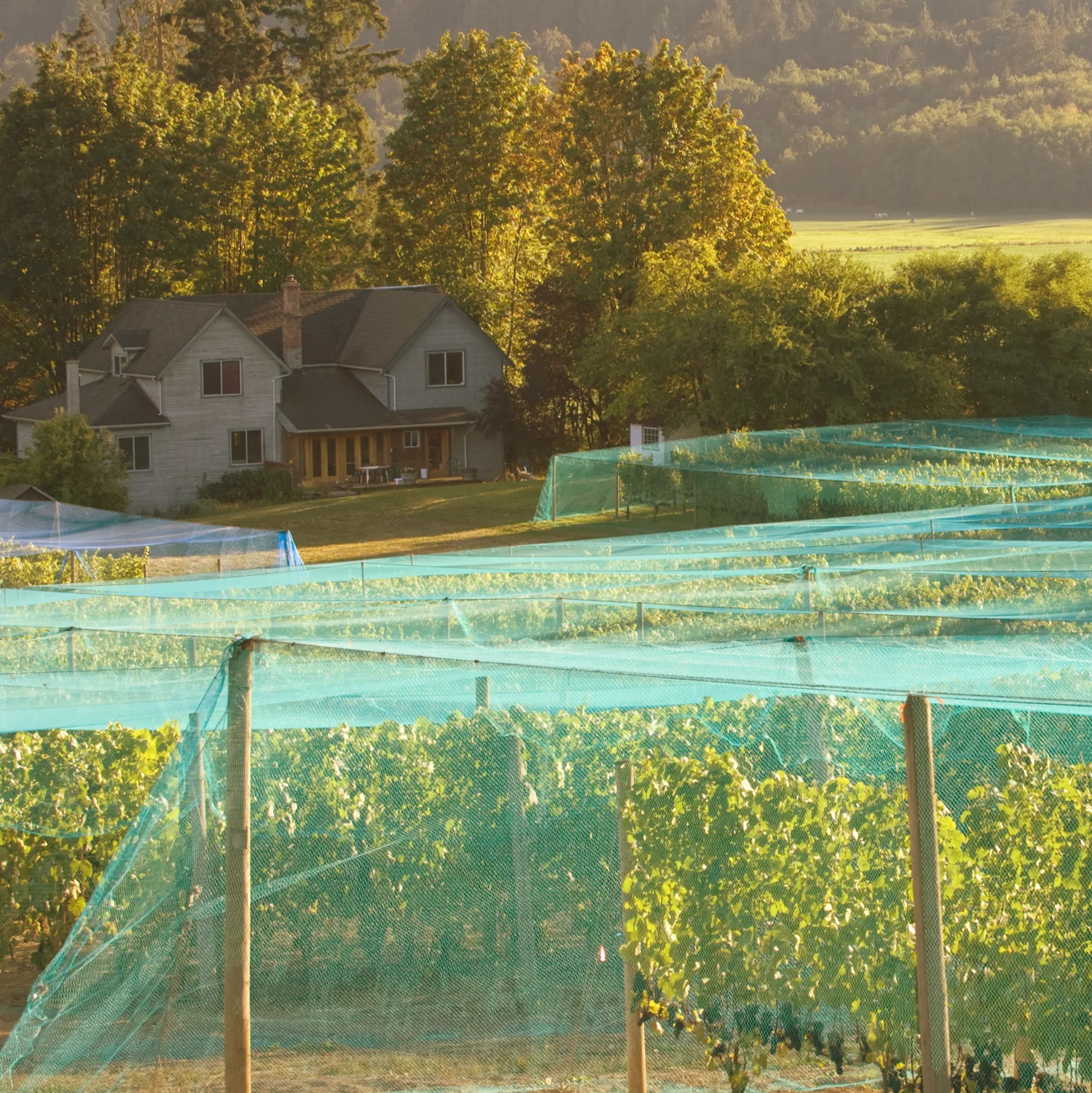 Venturi_Schulze_Vineyards_Farmhouse.jpg