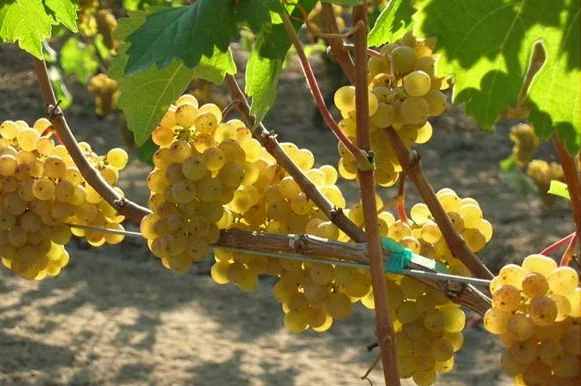 Venturi Schulze Wine Grapes.jpg