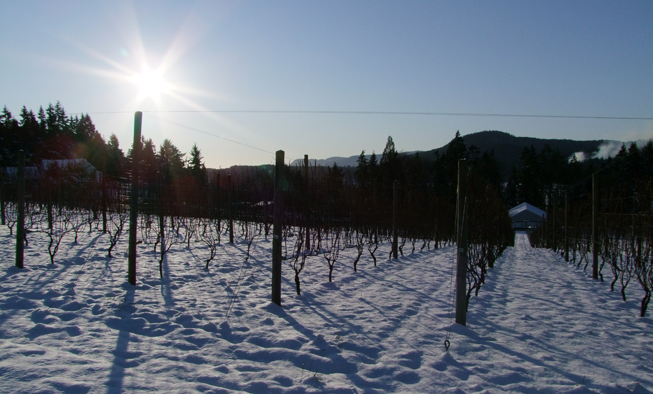 Snowy Vineyard Venturi Schulze Vineyards Vancouver Island