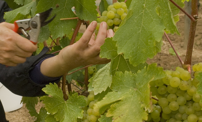 Harvesting Wine Grapes Venturi Schulze Vineyards